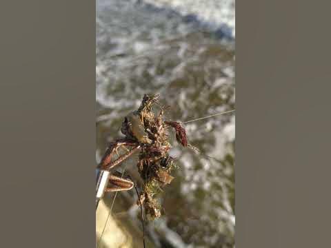 Морской червяк сегодня прям в водорослях запутался - YouTube