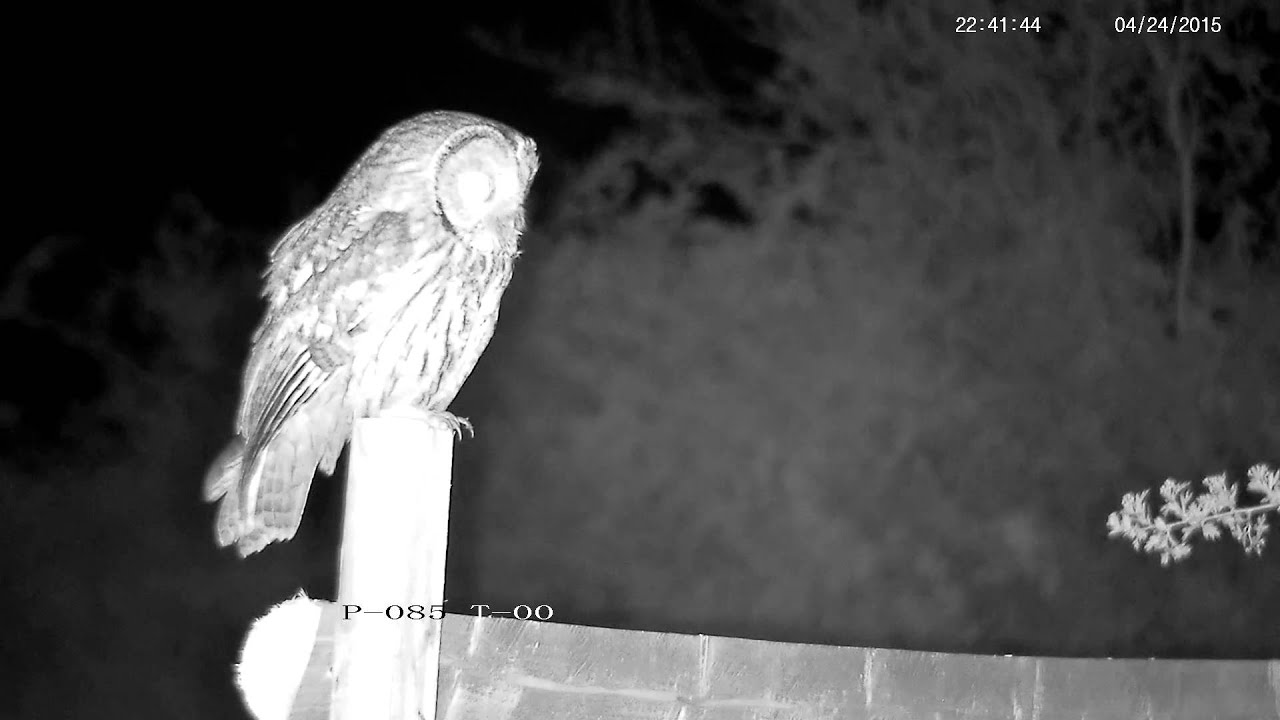 owl animal guide A couple of minutes with a Tawny Owl