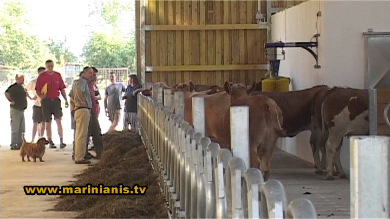 Farma OPG Bračun Brezik -  Nove krave, 2.8.2012.