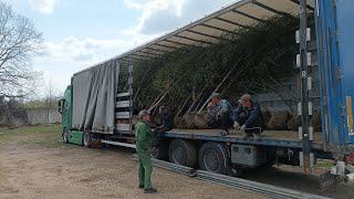 Экспресс доставка деревьев в Тюмень.