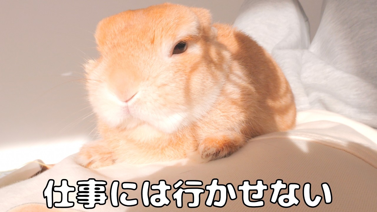 The rabbit who climbed onto my stomach to stop me from working on