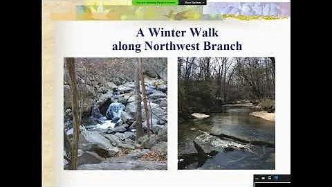 The Forest In Winter Presentation By Paula Wang