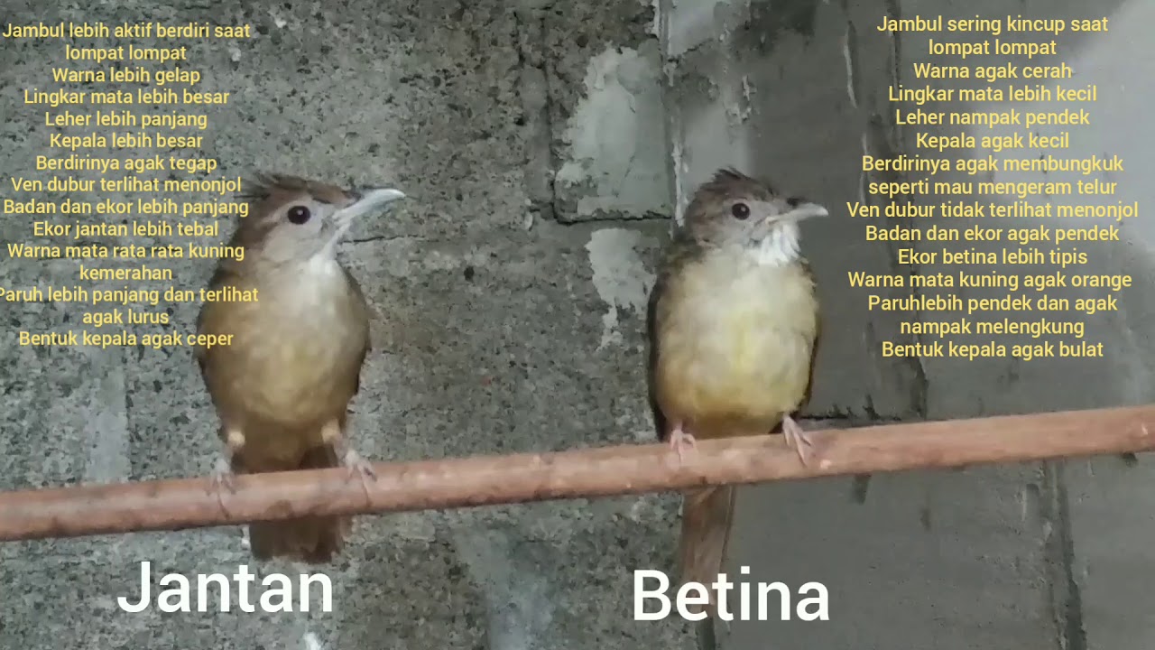 Featured image of post Burung Siri Siri Jantan Dan Betina Ciri burung bayeman jantan betina