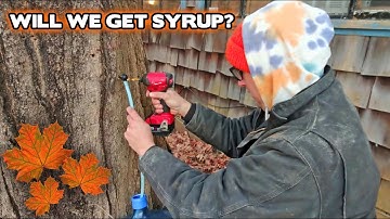Tapping My First Ever Maple Trees! Making Maple Syrup