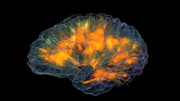 Soar Through Your Own Brain in Real Time