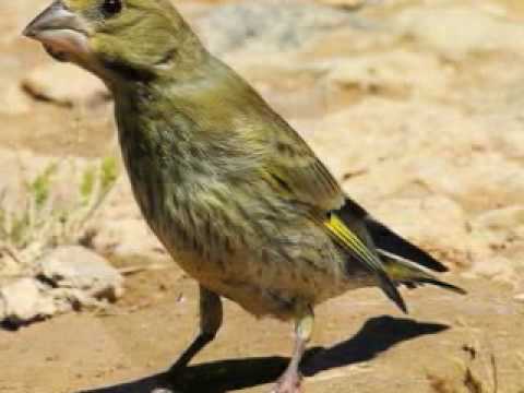 oiseau Martine 29 juillet trouvé par Ajonc Hqdefault