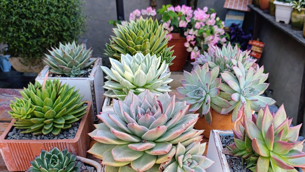 Ele cuida dessas plantas por anos, para só então colher os frutos.