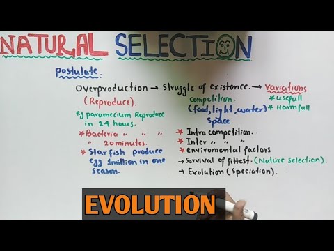 What’s the Primary Concept of Overproduction in Natural Selection?