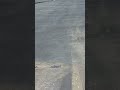Tire tracks spotted in drained Reflecting Pool #shorts