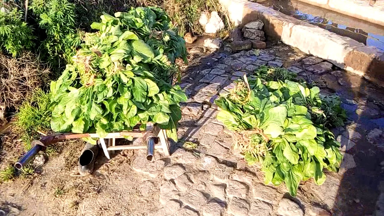 Village tour ! Potohari vibes ! TAIMOOR BHATTI