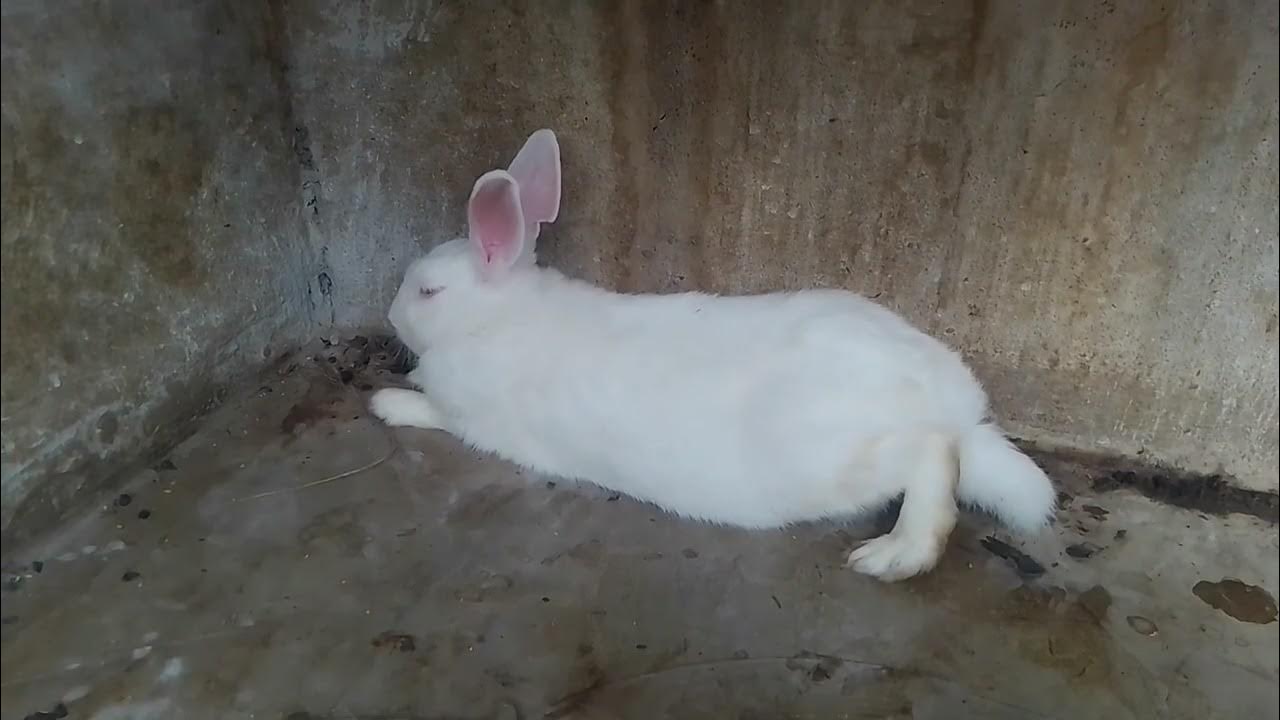 Overweight Rabbit Care In English How to care an overweight Rabbit YouTube