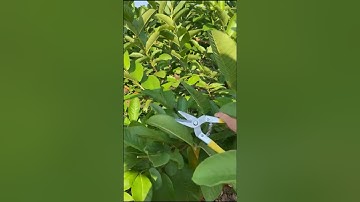 The Right Way To Prune Guava #satisfying @RomFarm