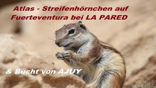 Streifenhörnchen Atlashörnchen bei LA PARED auf Fuerteventura, Aujy