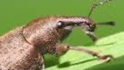 song i made on garageband about weevils