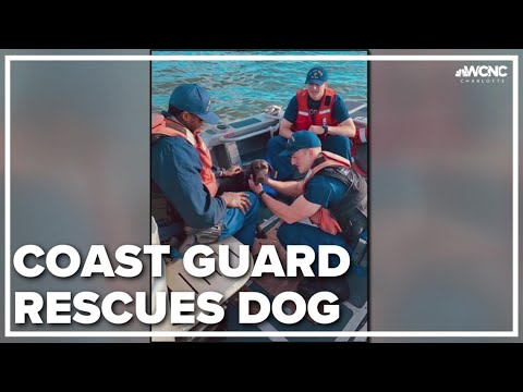 Video: Pet Scoop: Coast Guard Ietaupa zaudēto suni no saldēta ezera, NBC sponsoru ceļvedis suņu apmācībai