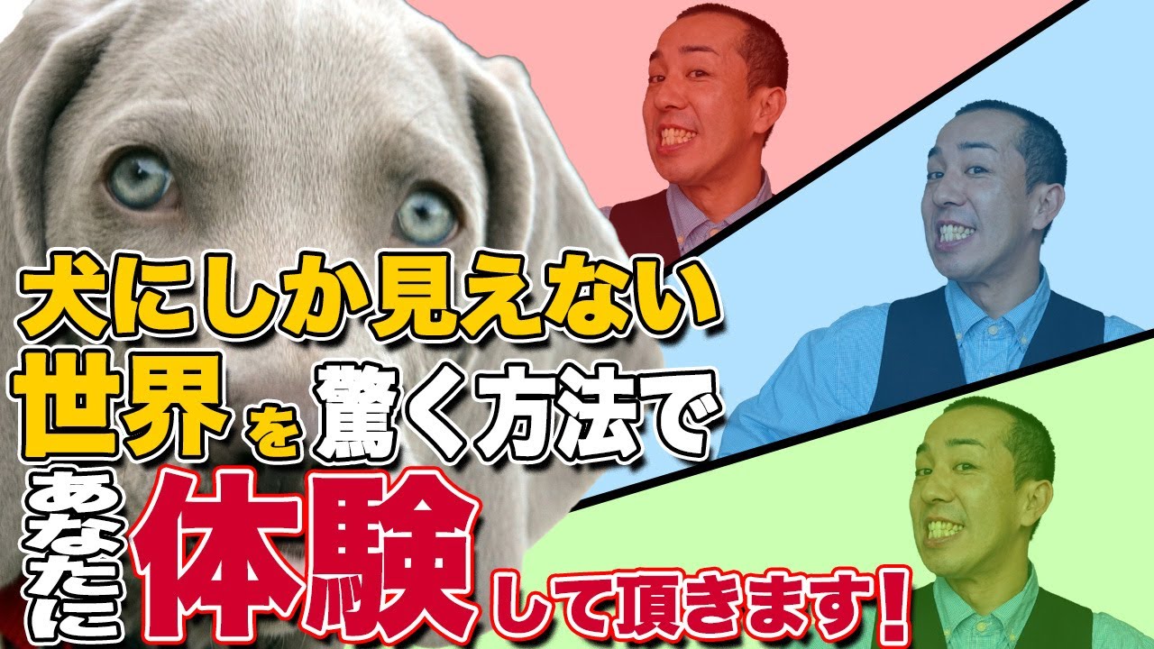 Youtube 松本秀樹のいぬtuber 犬の色覚を再現 松本秀樹の三度の飯より犬が好き By アメブロ