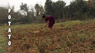 Potato..[Making different type of delicious dishes using fresh Potato]