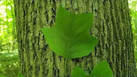ID That Tree: Tulip Tree