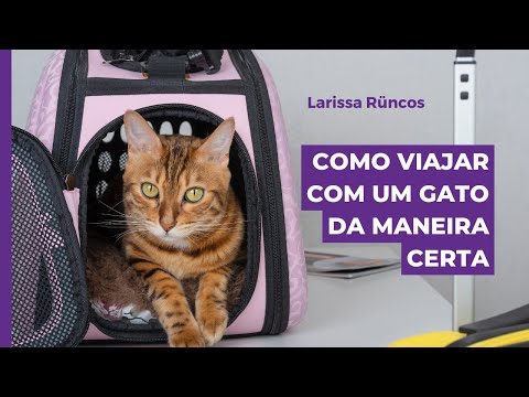 Vídeo: Como as pessoas que viajam com gatos conseguem