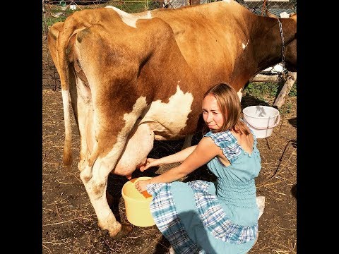 Video: Kako povećati masnoću kod mliječnih krava?