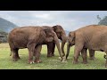 Update Thong A family and welcome a new elephant member - EleFlix