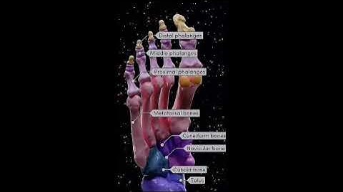 Foot Anatomy with 3D reconstruction