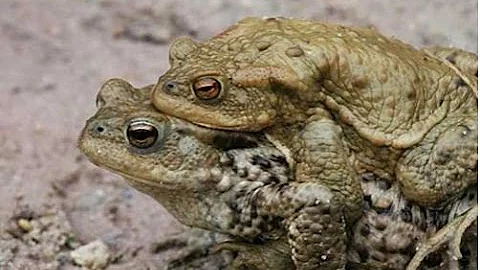 Жабы сношаются. Потрясающее зрелище.