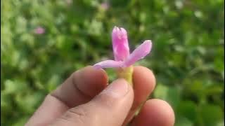 bunga kowek bunga seribu manfaat untuk kesehatan