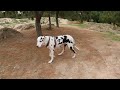 Caminando por el parque para perros | Slow Motion Episodio #4