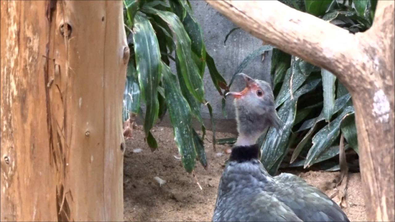 Southern Screamer at The Tulsa Zoo