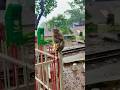 Monkey in Matheran | Monsoon Trip | Monkey enjoying chisp #youtubeshorts #funnyshorts #viralshorts