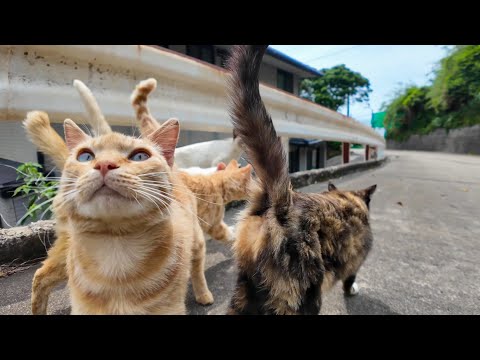 Cats I Met on a Mountain Trail Followed Me and Then a Massive