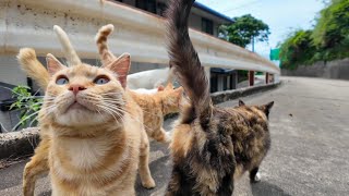 Cats I Met on a Mountain Trail Followed Me and Then a Massive