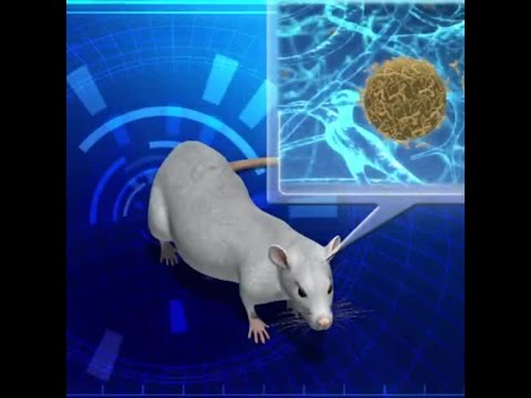 Video: Young Human Blood Rejuvenates The Body Of Old Mice - Alternative View