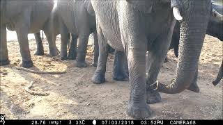 Elephants aggressively approaching, and attacking, speakers broadcasting lion vocalizations