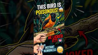The Only Poisonous Bird in the World — And Someone Licked It