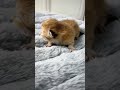 The cute baby is looking for its mother 👀#catvideos #cat #funnyvideo #cutecats