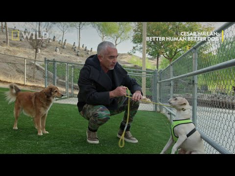Видео: Позитивните техники за обучение на кучетата на Сесар Милън