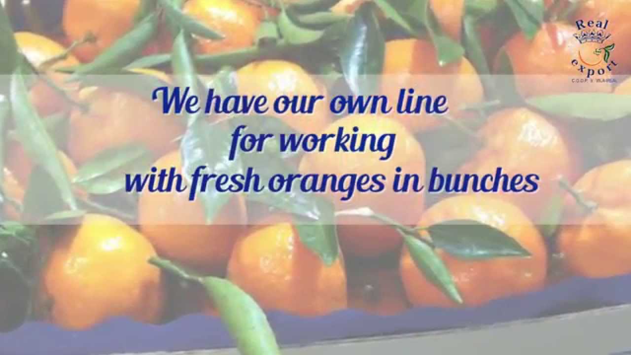 The freshest oranges in Real Export