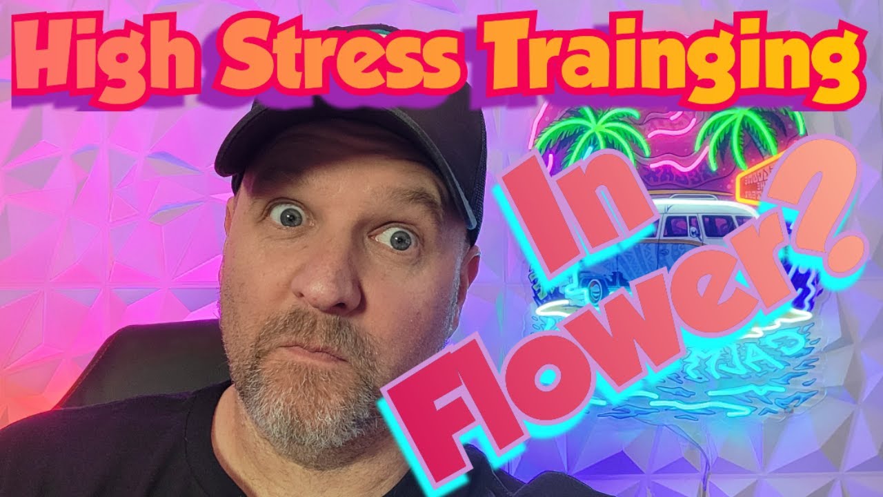 High Stress Training in Flower?