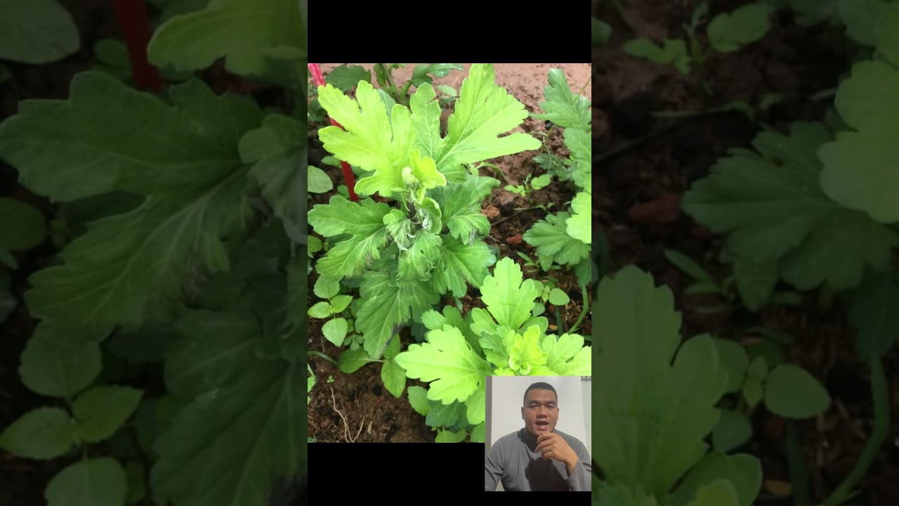 Bệnh héo xanh trên cây hoa cúc. Nguyên nhân, triệu chứng, phác đồ trị bệnh 