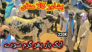 Peshawar Kala Mandi Garam Soday Shuro Maweshi mandi Pakistan 2024 Bakra Eid Cow Market