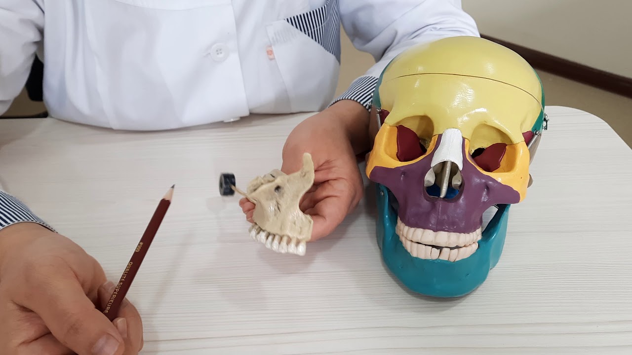 Yuqorigi jag' suyagi_Юқориги жағ суяги_os maxilla Иброхимова Л.И