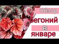ОБЗОР БЕГОНИЙ ДЕКОРАТИВНО ЛИСТВЕННЫХ В ЯНВАРЕ/Комнатные цветы
