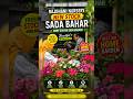 “New Sada Bahar Stock 🌸 | Many Colours Sadabahar | Best Plant for Home Garden!”