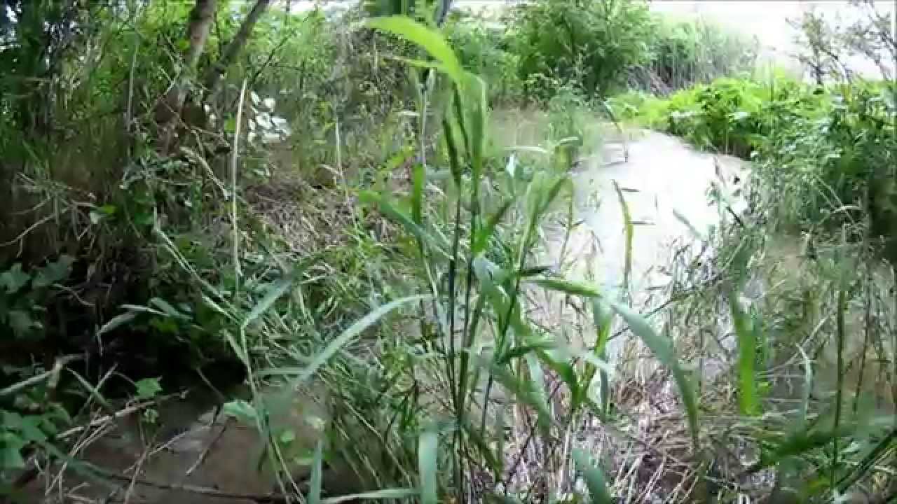 Trinity River flood overbanking historic Trinity Rod and Gun Club spillway