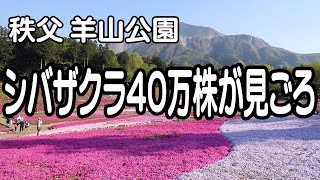 秩父・羊山公園　40万株のシバザクラが見ごろ