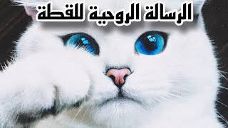 إذا اقتربت منك قطة فهذا يعني أن هناك 3 رسائل من الله لك | سبحان الله !!! #قطة #روحانيات #سر  #رسالة