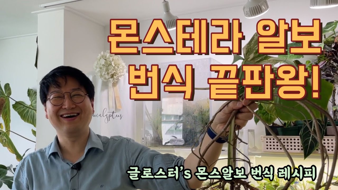 몬스테라 알보의 절대 번식법. 글로스터님께 알보 번식 특급 레시피 전수받고 왔습니다. 두고두고 꺼내서 보세요(몬스테라/번식/글로스터)