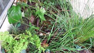 Sunday Creature Feature With Green Tree Frog Tadpoles